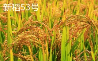 适合种植在新疆地区的水稻品种,新稻58号可在南疆和北疆推广种植