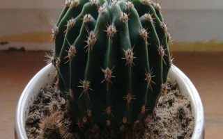 仙人球播种出苗后如何养护，出苗后就要确保足够的阳光条件