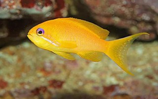 黄金鲷好不好养，饲养难度低适合新手