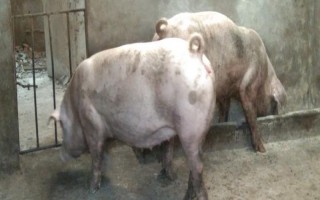 母猪低温适合打什么针，肾上腺素、樟脑磺酸钠均可使用