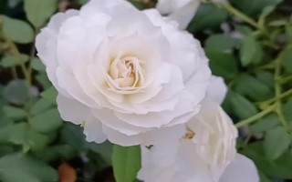 白色月季有什么花语,代表纯洁、父爱、希望