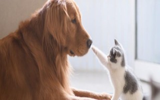 犬猫上呼吸道感染怎么治疗和护理，根据引发原因采取不同的解决措施