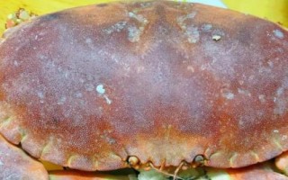 面包蟹和黄道蟹有什么区别，面包蟹属于黄道蟹里面的一个品种