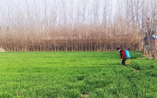 吡氟酰草胺能防除什么草,可防除多种阔叶杂草和禾本科草