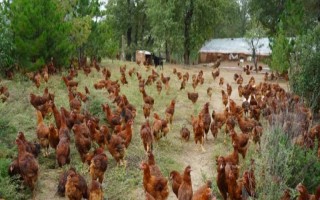 林地可以建养殖场吗，要看林地性质