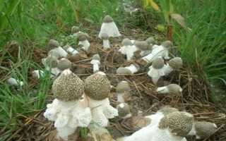 竹荪的价格，一斤需要75-350元左右