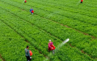 小麦出芽需多少积温，从播种至发芽出苗需要0℃以上的积温120℃