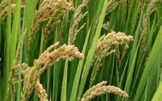 名丰优合香水稻种子介绍，全生育期平均126.8天