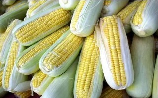 荃玉508玉米种子简介,大喇叭口期防治玉米螟
