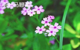 马鞭草有什么种类,分为柳叶马鞭草、柠檬马鞭草等品种