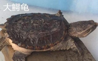大鳄龟还是小鳄龟比较好养，新手更适合养小鳄龟