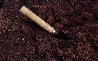 蕨菜的田间管理办法，在生产上多采用无性繁殖方式