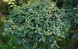 木半夏与胡颓子有什么区别，植物类型、叶片、花朵等方面均不同