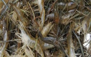 淡水虾的种类,这5种都可人工养殖