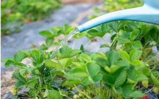 草莓的施肥间隔,萌芽期每隔20天追施一次氮肥