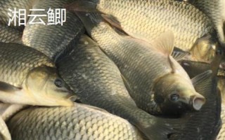 鲫鱼的种类介绍,品种众多分布于我国各地的江河