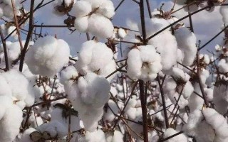 新科棉1号棉花种子特征特性,地膜覆盖播期4月15-25日