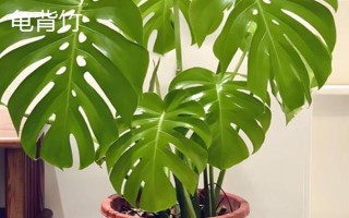 去甲醛味常用什么植物，可选择滴水观音、白掌等