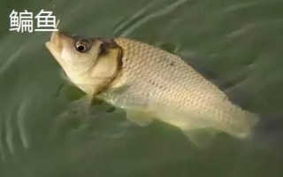 1号主线能不能当子线用，不建议代替使用