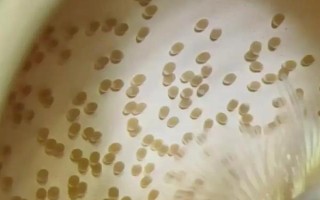 鲤鱼的繁殖期，在春季4-5月份繁殖