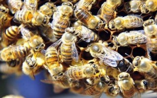 中蜂秋季分蜂在几月，每年的9-10月发生得最为集中