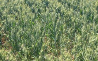 德宏福麦11小麦种子介绍，全生育期227.9天