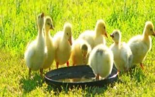 小鹅多久才长白毛，出生15天后开始从黄变白