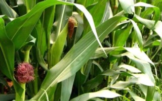 吉单626玉米种子特征特性，4月下旬至5月上旬播种