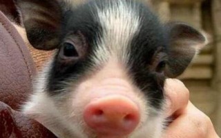 宠物猪的常见品种，常见品种有越南大肚猪、胡利亚尼猪、尤卡坦猪等