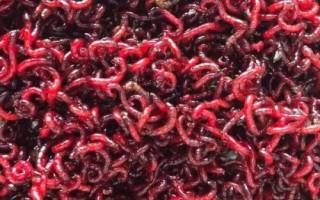 钓黄颡鱼最佳时间，夏季和初秋的晚上是钓黄颡鱼的黄金时间