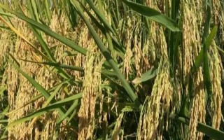 糯1优687水稻品种的特性,湘中5月25日播种