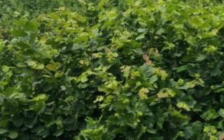 榛子的种植前景,市场需求大、种植后收益较可观