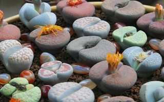 生石花如何换盆，可在生长季节换盆