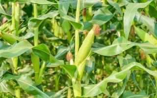 邑单737玉米种子介绍,高抗茎腐病