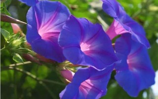变色花的种类,包括牵牛花、绣球花等品种