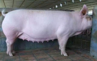 母猪身上掉毛如何处理，先查找原因再对症治疗