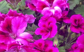 天竺葵和海棠花有什么区别，花期、叶片、株高等方面均不同