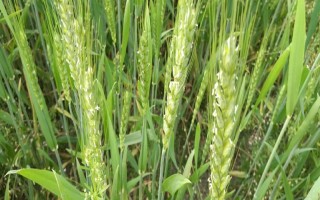 精华麦303小麦品种简介,每亩基本苗15-18万