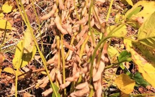新大豆23号大豆种子特点,中上等肥力条件种植