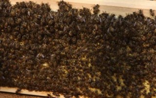 中蜂简单合群方法，对蜂群喷洒蜂蜜水后可直接混群