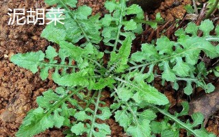 农村常见的野草，常见的有苘麻、艾草等