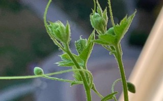 苦瓜的整枝打叉方法，把枝蔓顶端的叶梢剪除可促进侧枝生长