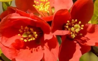 贴梗海棠是什么植物，是落叶灌木