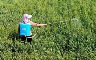 高粱地除草剂有哪些，苗前和苗后除草剂的选择不同