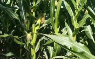 昭黄10号（试验名称：昭黄10号）玉米种子特征特性，高抗大斑病