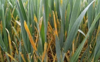 小麦条锈病有什么症状，叶片上会出现很多夏孢子堆