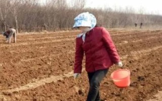 香瓜茄的种植方法,可以采取盆播或穴盘育苗