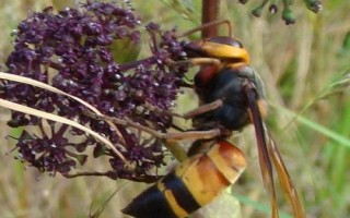胡蜂的种类，常见品种为金环胡蜂、黑尾胡蜂、黄腰胡蜂等