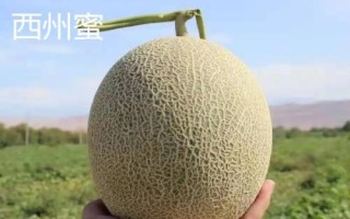 新疆哈密瓜的品种，西州蜜深受全国人们喜爱
