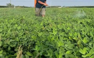 怎么防治花生褐斑病，重病田要和甘薯、玉米等作物轮作2年以上